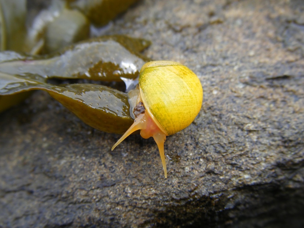 The Sea Snail - Littorina obtusata - Nervous Systems